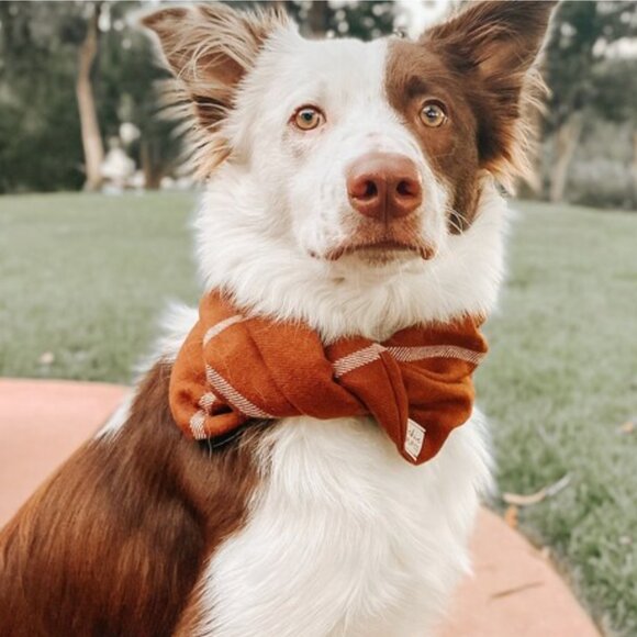 NWT Chic Pup Co Autumn Plaid Dog Scarf, Burnt Orange + White, Size Large - Picture 1 of 11